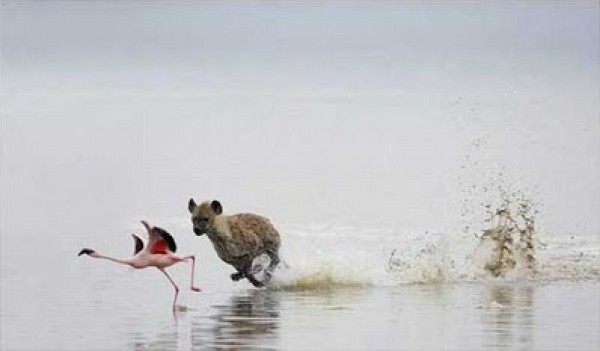 صورة